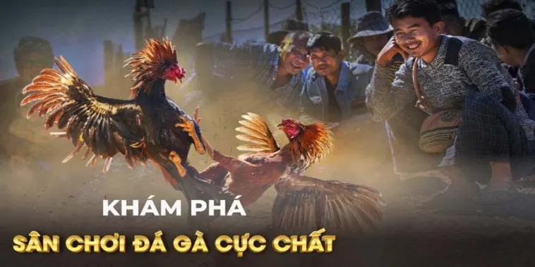 Chiến Thuật Đặt Cược Đá Gà GA28 Tại DF999 Thắng Lớn Mỗi Ngày