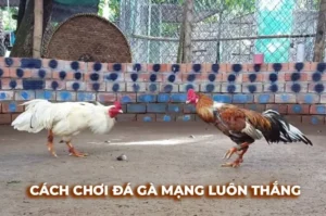Hướng Dẫn Tham Gia Cá Cược Đá Gà Sabong Tại DF999 Siêu Chuẩn