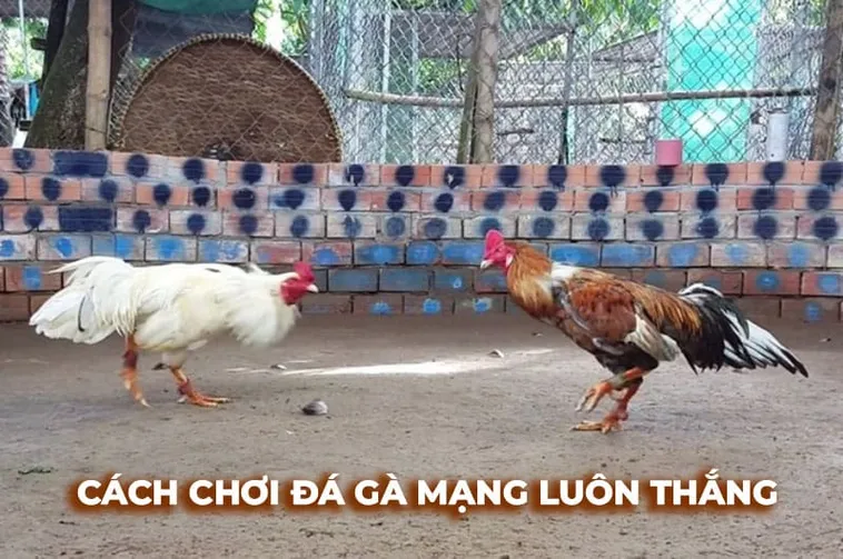 Hướng Dẫn Tham Gia Cá Cược Đá Gà Sabong Tại DF999 Siêu Chuẩn